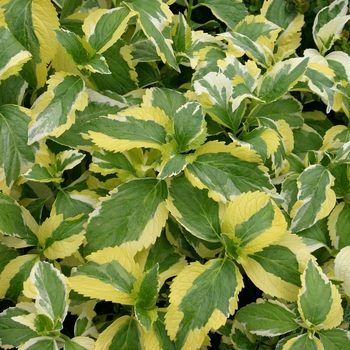 Hydrangea macrophylla - 'Lemon Wave' Bigleaf Hydrangea