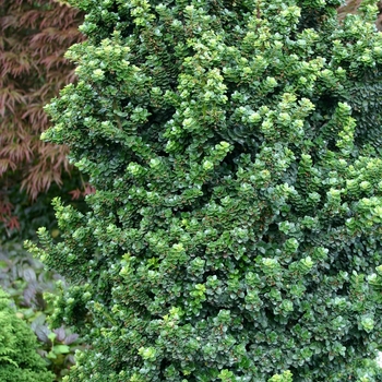 Ilex crenata - ''Dwarf Pagoda'' Japanese Holly