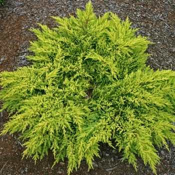 Juniperus chinensis - 'Daub's Frosted' Daub's Frosted Juniper