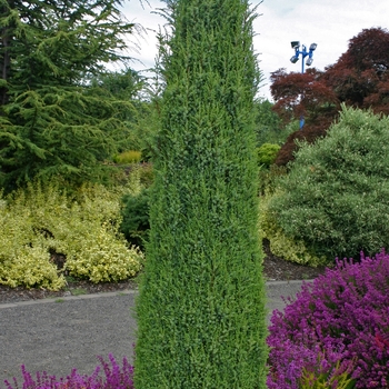 Juniperus communis - 'Compressa' Juniper