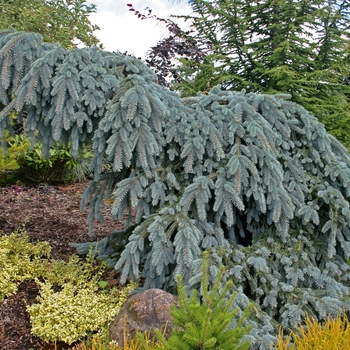 Picea pungens - 'The Blues' Weeping Blue Spruce