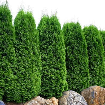 Thuja occidentalis - 'Emerald' Arborvitae