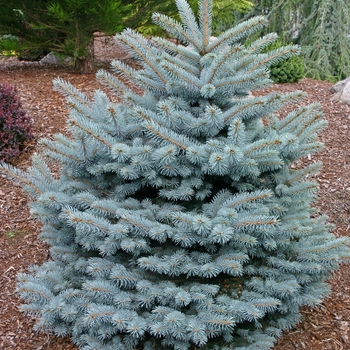 Picea pungens - 'Montgomery' Blue Spruce