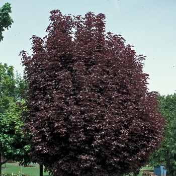 Acer platanoides - 'Princeton Sentry' Norway Maple