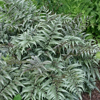 Athyrium niponicum - 'Godzilla' Painted Fern