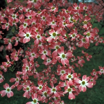 Cornus florida - 'Cherokee Chief' Cherokee Chief Flowering Dogwood