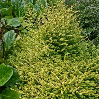 Lonicera nitida - 'Baggesen's Gold' Gold Box Honeysuckle