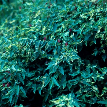 Abutilon megapotamicum - 'Variegatum' Flowering Maple