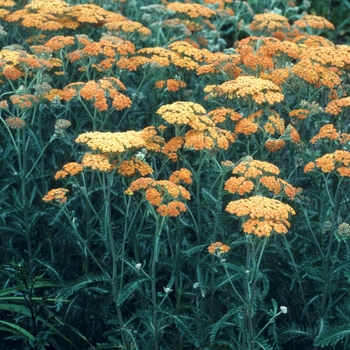 Achillea millefolium - 'Terra Cotta' Yarrow