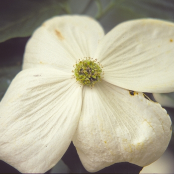 Cornus - 'Venus' Dogwood