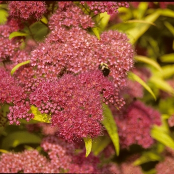 Spiraea x bumalda - ''Goldflame'' Spirea