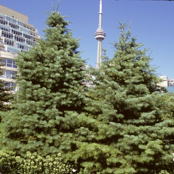 Abies concolor - Concolor Fir