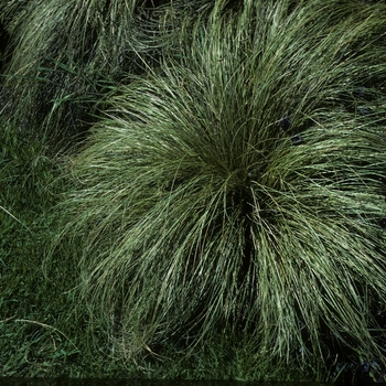 Carex albula - 'Frosted Curls' Leatherleaf Sedge