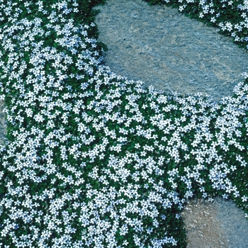 Isotoma peduncularis - Blue Star Creeper