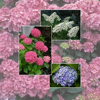 Hydrangea - Assorted, Hydrangea