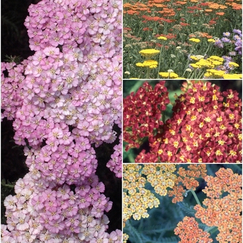 Achillea - 'Multiple Varieties' Yarrow
