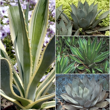 Agave - Multiple Varieties