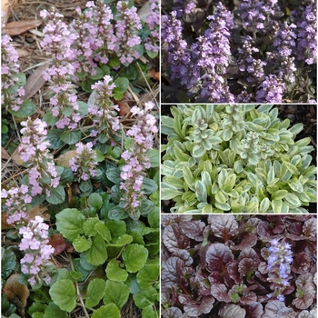 Ajuga - Multiple Varieties