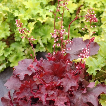 Heuchera (Coral Bells) - Front & Center™ 'Fire Chief'