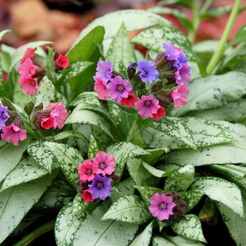 Pulmonaria - 'Silver Bouquet' Lungwort