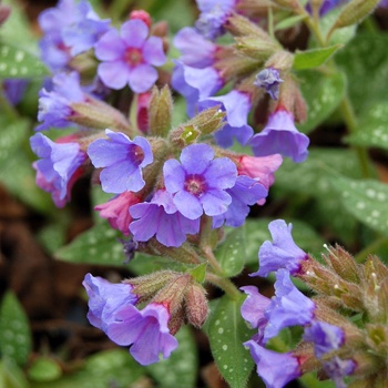 Pulmonaria - ''Trevi Fountain'' Lungwort