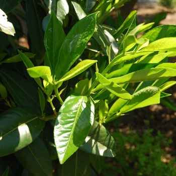 Prunus laurocerasus - 'Latifolia' English Laurel