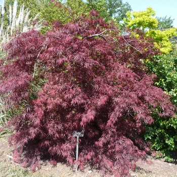 Acer palmatum var. dissectum - 'Tamukeyama' Japanese Maple