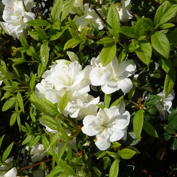 Rhododendron (Azalea) - Encore&reg; 'Autumn Moonlight&reg;'