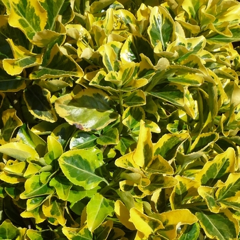 Euonymus japonicus - ''Aureo-marginatus'' Golden Euonymus