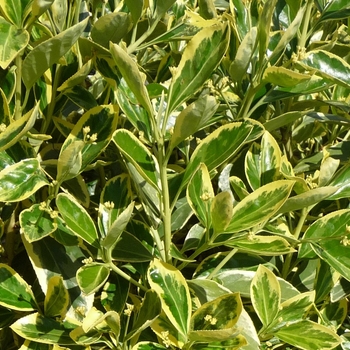 Euonymus japonicus - ''Silver King'' Japanese Euonymus