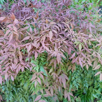 Nandina domestica - 'Sienna Sunrise® (Monfar)' Sienna Sunrise® Compact Nandina