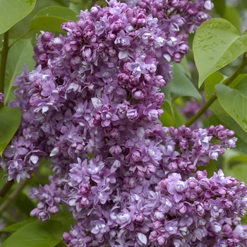 Syringa vulgaris - 'Katherine Havemeyer' Lilac