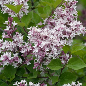 Syringa pubescens ssp. patula - 'Miss Kim' Lilac