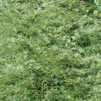 Acer palmatum var. dissectum - 'Emerald Lace' Japanese Maple