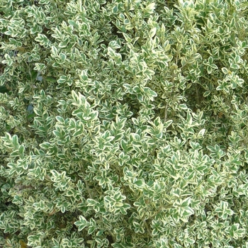 Buxus sempervirens - 'Elegantissima' Boxwood