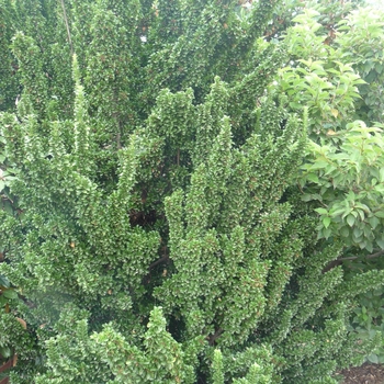 Euonymus japonicus - 'Green Spire' Japanese Euonymus