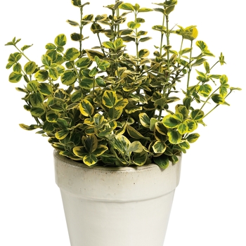 Euonymus fortunei - ''Gold Splash&reg;'' Wintercreeper