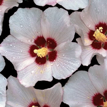 Hibiscus syriacus - 'Blush Satin&reg;' Rose of Sharon