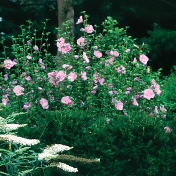 Hibiscus syriacus - ''Lavender Chiffon®'' Rose Of Sharon