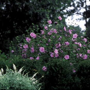 Hibiscus syriacus - ''Lavender Chiffon&reg;'' Rose Of Sharon