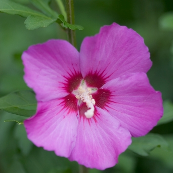 Hibiscus syriacus - 'Violet Satin®' Rose of Sharon