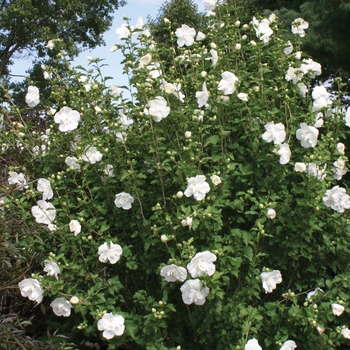 Hibiscus syriacus - ''White Chiffon®'' Rose of Sharon