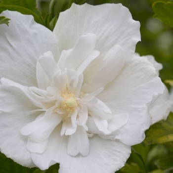 Hibiscus syriacus - ''White Chiffon&reg;'' Rose of Sharon