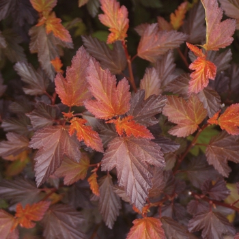 Physocarpus opulifolius - ''Coppertina&reg;'' Ninebark