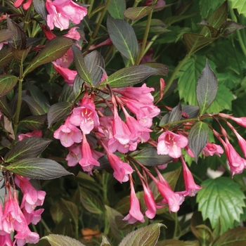 Weigela florida - Fine Wine®