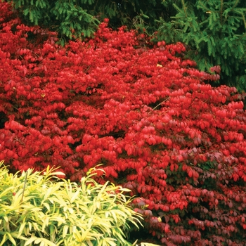 Euonymus alatus - ''Fire Ball&reg;'' Burning Bush