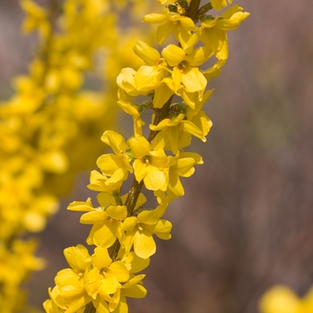 Forsythia x intermedia - Show Off®