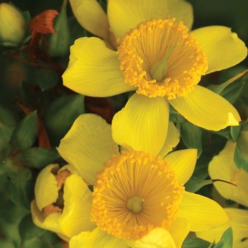 Hypericum kalmianum - ''Sunny Boulevard®'' St. John''s Wort