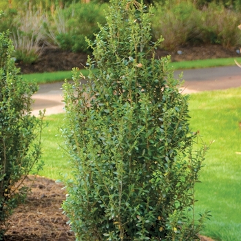 Ilex crenata - ''Sky Box®'' Japanese Holly