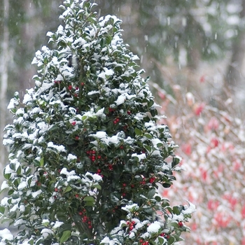 Ilex x meserveae - 'Castle Spire®' Blue Holly